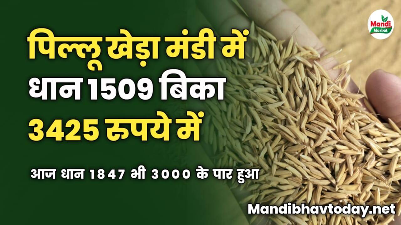 पिल्लू खेड़ा मंडी में धान 1509 बिका 3425 रुपये में। आज धान 1847 भी 3000 के पार हुआ