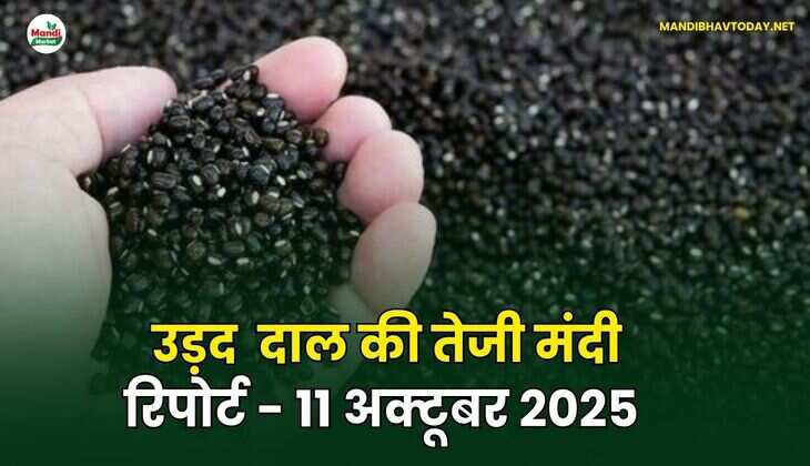 उड़द दाल की तेजी मंदी रिपोर्ट - 11 अक्टूबर 2025