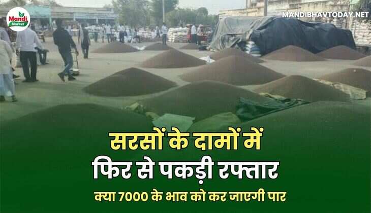 सरसों इमेज 