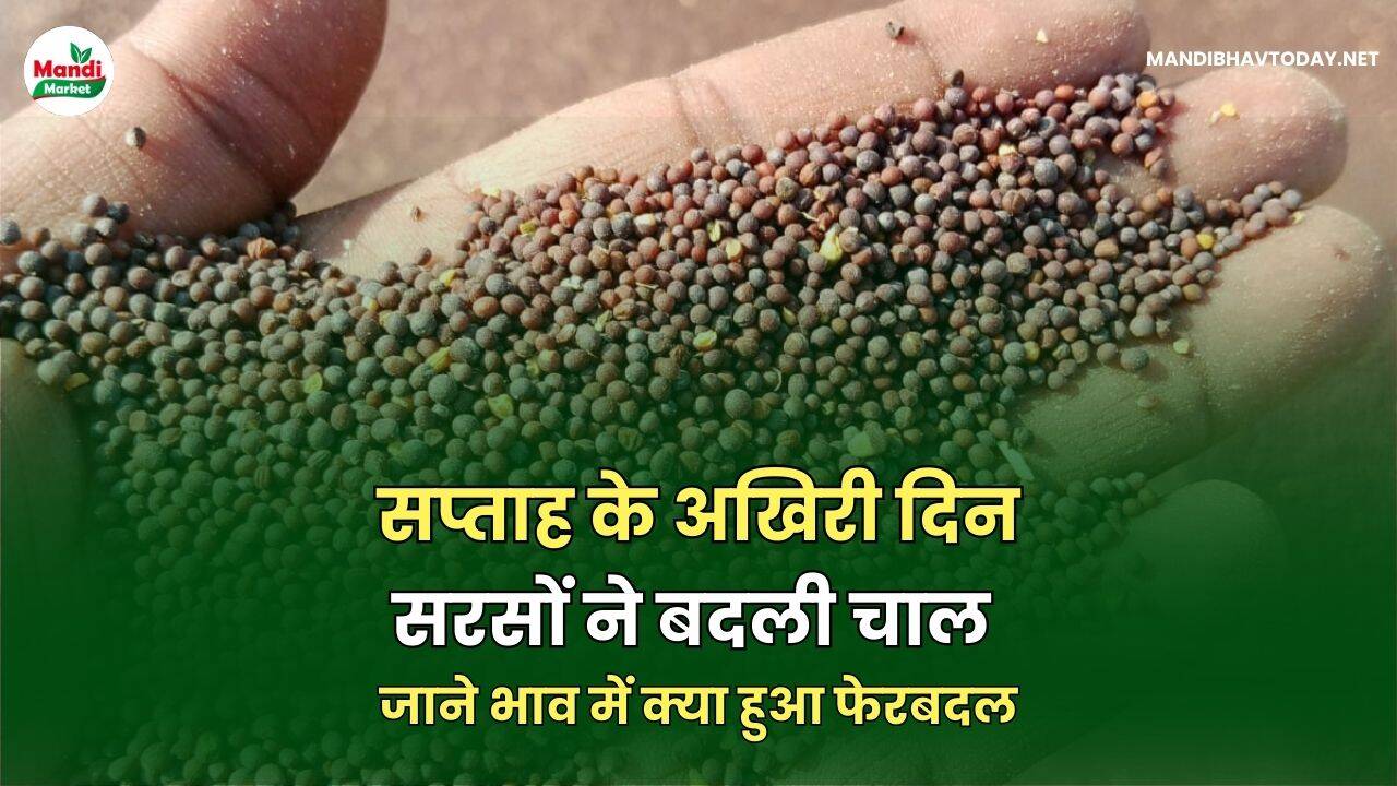 सप्ताह के अखिरी दिन सरसों ने बदली चाल | जाने भाव में क्या हुआ फेरबदल