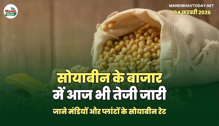 सोयाबीन के बाजार में आज भी तेजी जारी | जाने मंडियों और प्लांटों के सोयाबीन रेट