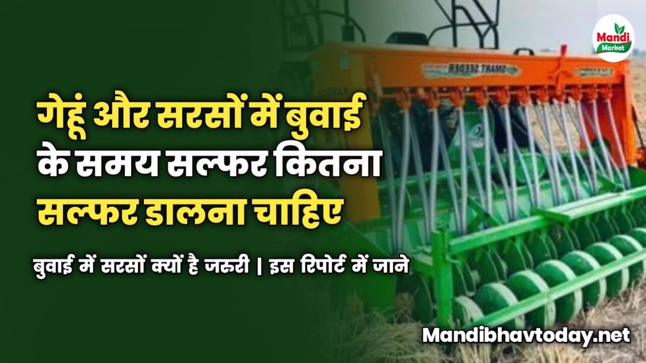 गेहूं और सरसों में बुवाई के समय सल्फर कितना सल्फर डालना चाहिए  | बुवाई में सरसों क्यों है जरुरी | इस रिपोर्ट में जाने 