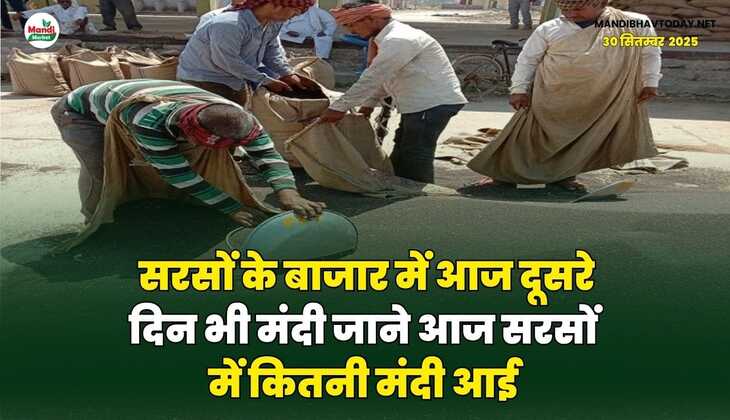सरसों के बाजार में आज दूसरे दिन भी मंदी | जाने आज सरसों में कितनी मंदी आई