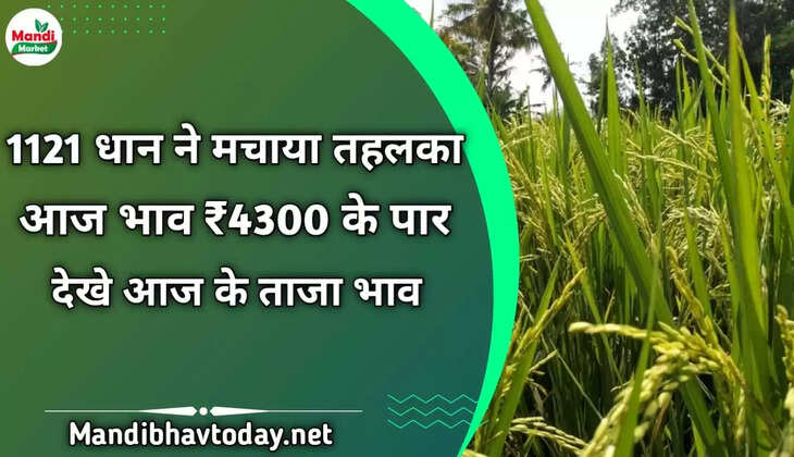 1121 धान ने मचाया तहलका आज भाव ₹4300 के पार देखे आज दोपहर तक के ताजा मंडी भाव 31 Oct 22