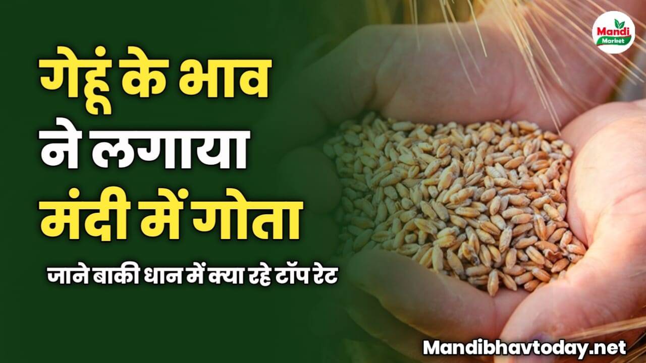 गेहूं के भाव ने लगाया मंदी में गोता | जाने आज कितना डाउन हुआ गेहूं का भाव