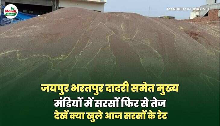 सरसों के रेट