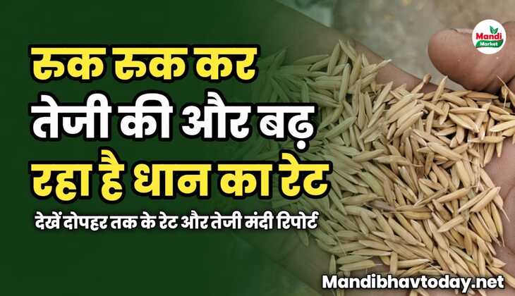 रुक रुक कर तेजी की और बढ़ रहा है धान का रेट | देखें दोपहर तक के रेट और तेजी मंदी रिपोर्ट