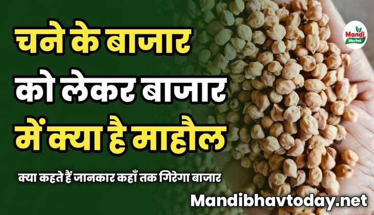चने के बाजार को लेकर बाजार में क्या है माहौल | क्या कहते हैं जानकार कहाँ तक गिरेगा बाजार | इस रिपोर्ट में जाने