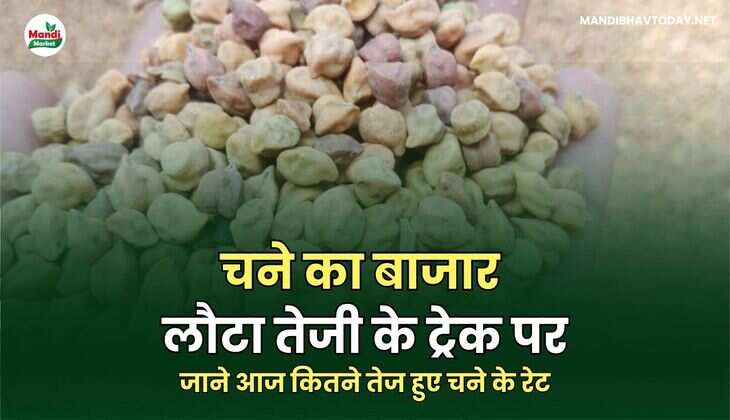 जाने आज कितने तेज हुए चने के रेट