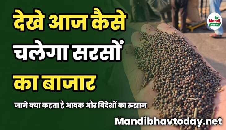 आज कैसे चलेगा सरसों का बाजार | जाने क्या कहता है आवक और विदेशों का रुझान