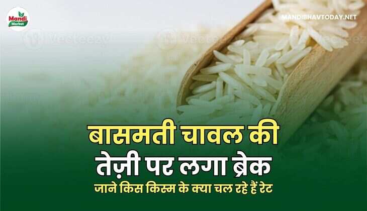 *बासमती चावल की तेज़ी पर लगा ब्रेक | जानिए किस किस्म के क्या चल रहे हैं रेट*