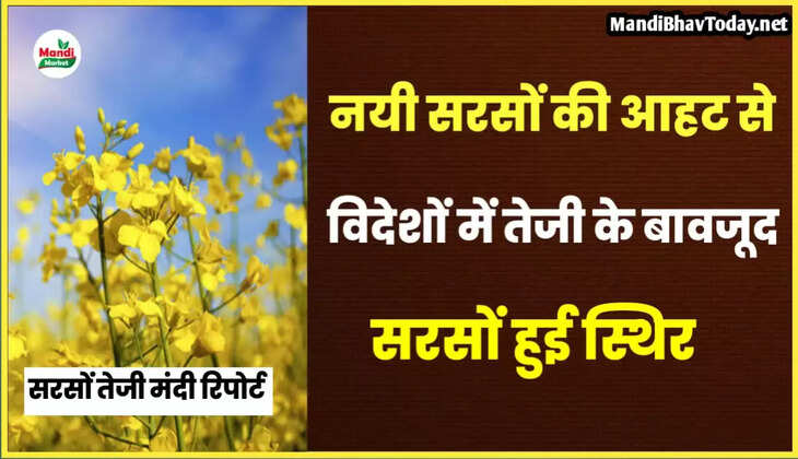 सरसों में अब पुराने भाव मिलना मुश्किल | देखें आज की सरसों तेजी मंदी रिपोर्ट
