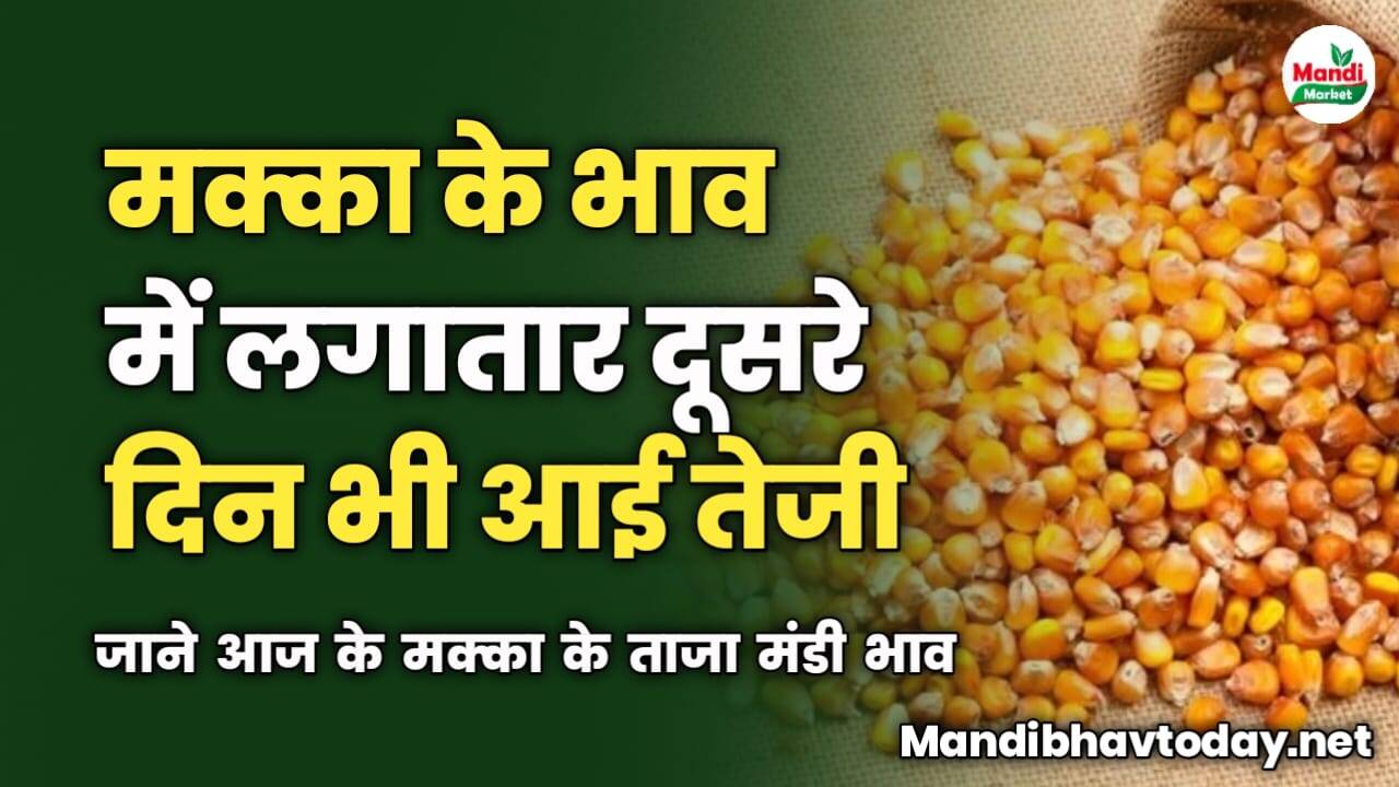 मक्का के भाव में लगातार दूसरे दिन भी आई तेजी | जाने आज के मक्का के ताजा मंडी भाव
