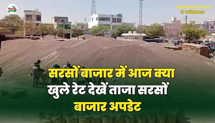 सरसों बाजार में आज क्या खुले रेट | देखें ताजा सरसों बाजार अपडेट