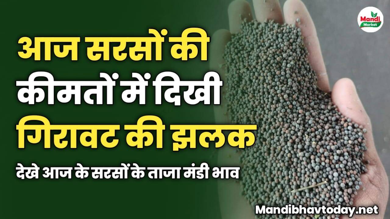 आज सरसों की कीमतों में दिखी गिरावट की झलक | देखे आज के सरसों के ताजा मंडी भाव
