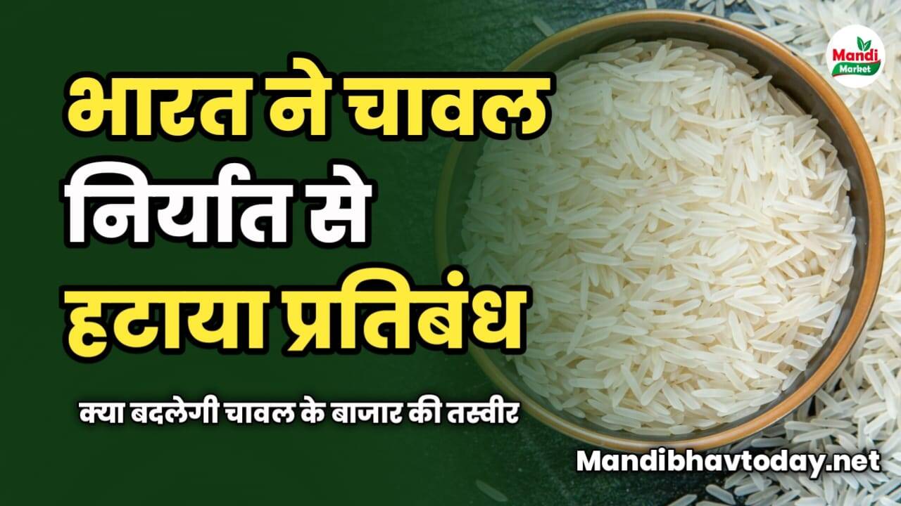 भारत ने चावल निर्यात से हटाया प्रतिबंध | क्या बदलेगी चावल के बाजार की तस्वीर