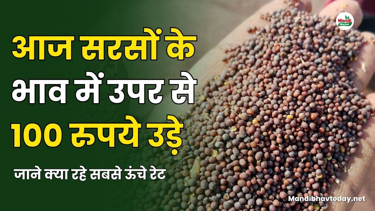 आज सरसों के भाव में उपर से 100 रुपये उड़े | जाने क्या रहे सबसे ऊंचे रेट