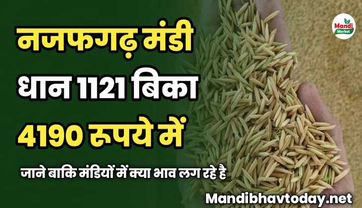 आज नजफगढ़ मंडी धान 1121 बिका 4190 रूपये में | जाने बाकि मंडियों में क्या भाव लग रहे है