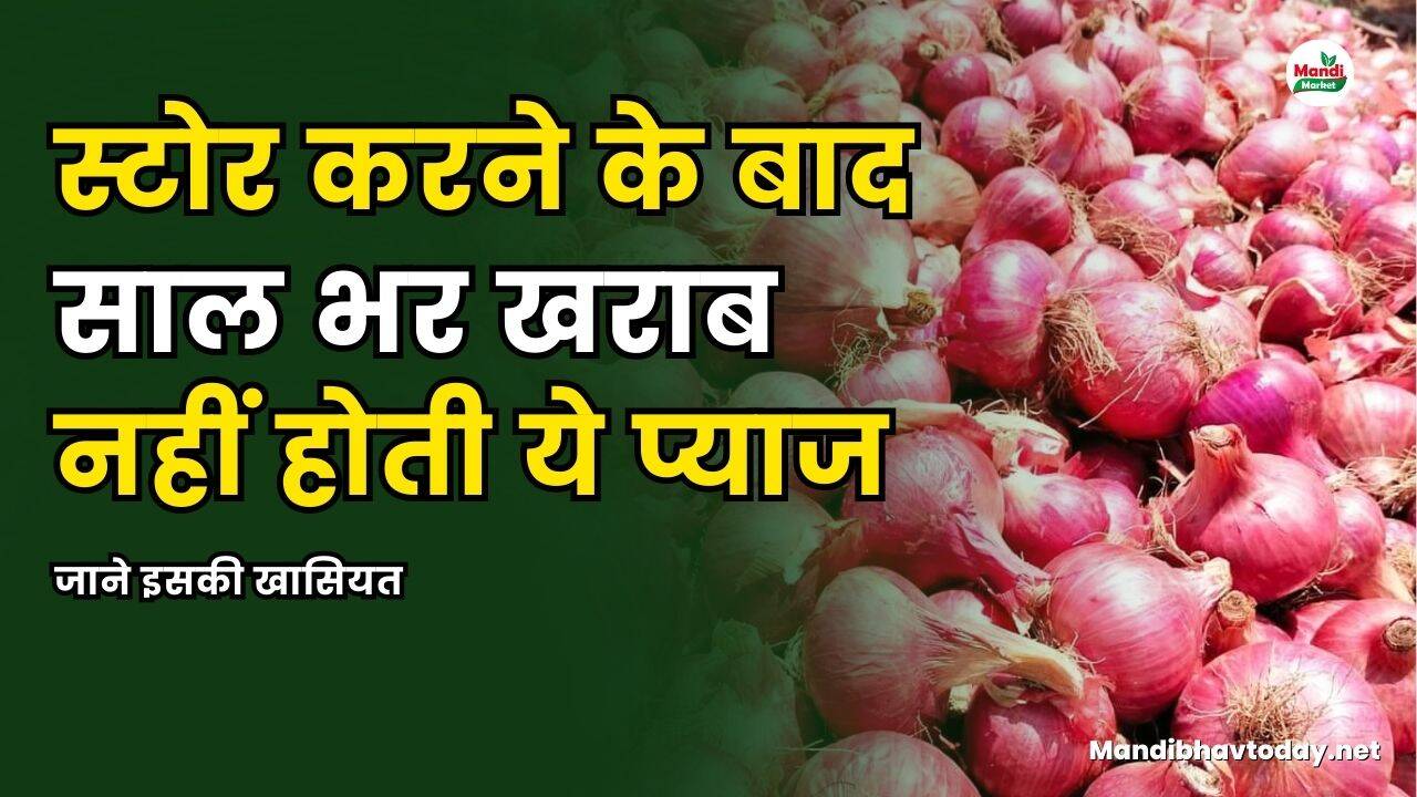 स्टोर करने के बाद साल भर खराब नहीं होती ये प्याज | जाने इसकी खासियत