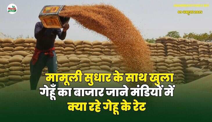 मामूली सुधार के साथ खुला गेहूँ का बाजार | जाने मंडियों में क्या रहे गेहू के रेट