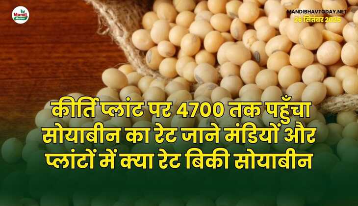 कीर्ति प्लांट पर 4700 तक पहुँचा सोयाबीन का रेट | जाने मंडियों और प्लांटों में क्या रेट बिकी सोयाबीन
