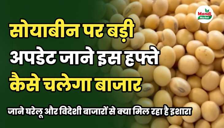 इस हफ्ते कैसे चलेगा सोयाबीन का बाजार | सोयाबीन बेचने से पहले ये रिपोर्ट जरूर देख लें