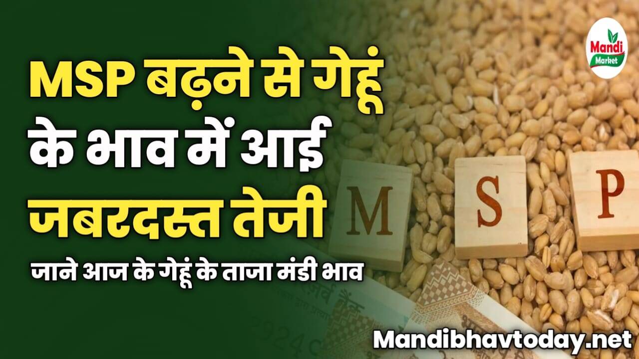 MSP बढ़ने से गेहूं के भाव में आई जबरदस्त तेजी | जाने आज के गेहूं के ताजा मंडी भाव