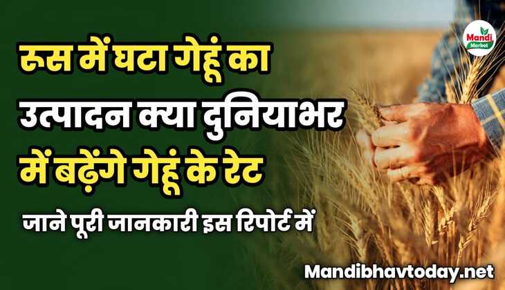 रूस में घटा गेहूं का उत्पादन | क्या दुनियाभर में बढ़ेंगे गेहूं के रेट
