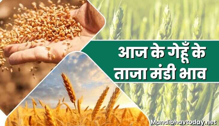 जाने आज गेहूं के भाव में तेजी आई या मंदी | देखे गेहूं के मंडियों में क्या लगे भाव 