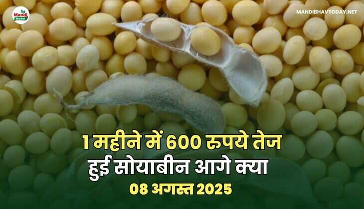 1 महीने में 600 रुपये तेज हुई सोयाबीन आगे क्या 