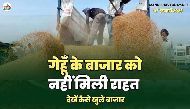 गेहूँ के बाजार को नहीं मिली राहत | देखें कैसे खुले बाजार