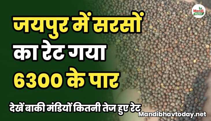 जयपुर में सरसों का रेट गया 6300 के पार | देखें बाकी मंडियों कितनी तेज हुआ रेट