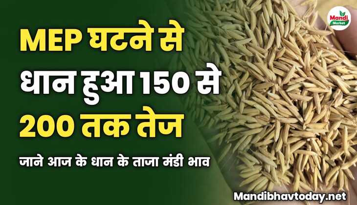MEP घटने से धान हुआ 150 से 200 रूपये तक तेज | जाने आज के धान के ताजा मंडी भाव 