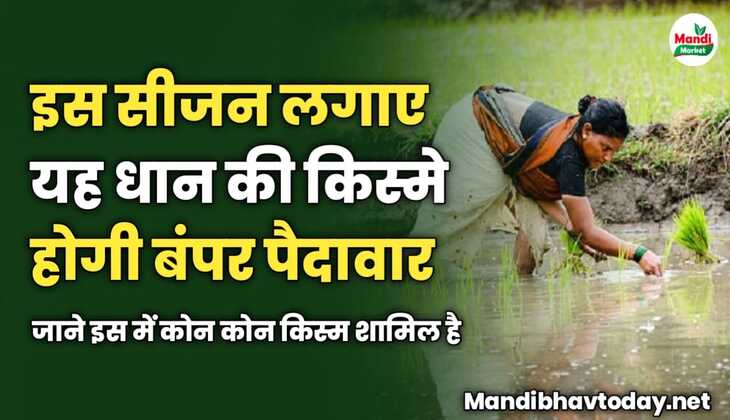 इस सीजन लगाए यह धान की किस्मे होगी बंपर पैदावार | जाने इस में कोन कोन किस्म शामिल है 