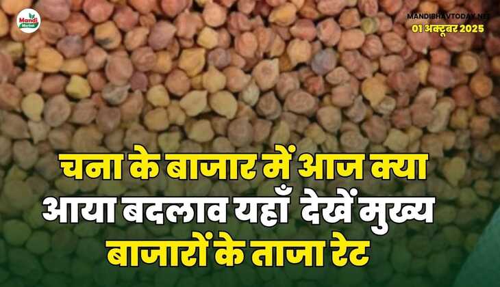 चना के बाजार में आज क्या आया बदलाव | यहाँ देखें मुख्य बाजारों के ताजा रेट