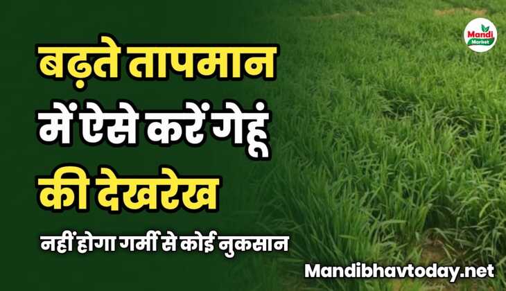 बढ़ते तापमान में ऐसे करें गेहूं की देखरेख | नहीं होगा गर्मी से कोई नुकसान