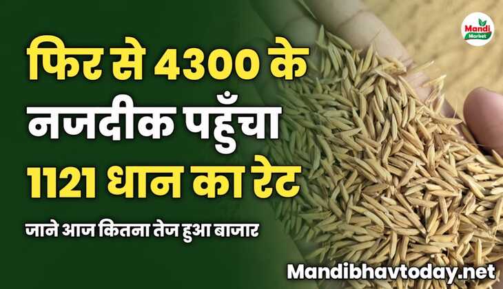 फिर से 4300 के नजदीक पहुँचा 1121 धान का रेट | जाने आज कितना तेज हुआ बाजार
