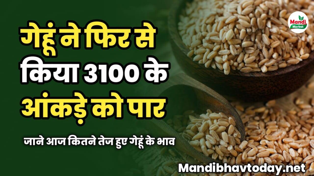 गेहूं ने फिर से किया 3100 के आंकड़े को पार | जाने आज कितने तेज हुए गेहूं के भाव