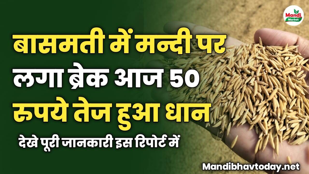 बासमती में मन्दी पर लगा ब्रेक आज 50 रुपये तेज हुआ धान | जाने क्या मिल रहे हैं टॉप रेट