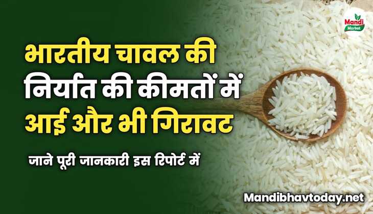 भारतीय चावल की निर्यात की कीमतों में आई और भी गिरावट | जाने पूरी जानकारी इस रिपोर्ट में 