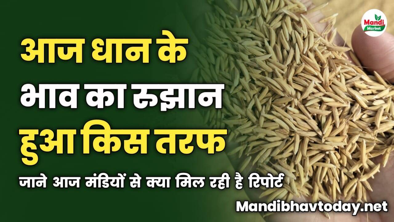आज धान के भाव का रुझान हुआ किस तरफ | जाने आज मंडियों से क्या मिल रही है रिपोर्ट