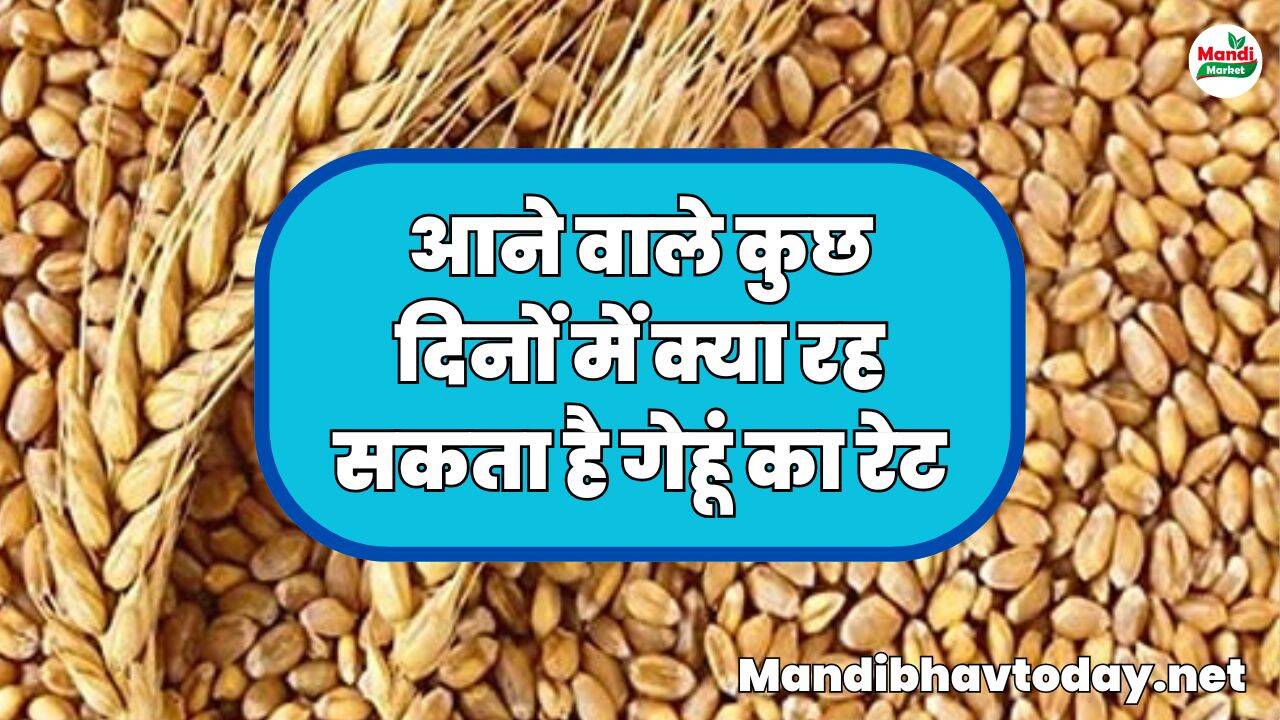आने वाले कुछ दिनों में क्या रह सकता है गेहूं का रेट | जाने क्या कहते हैं जानकार