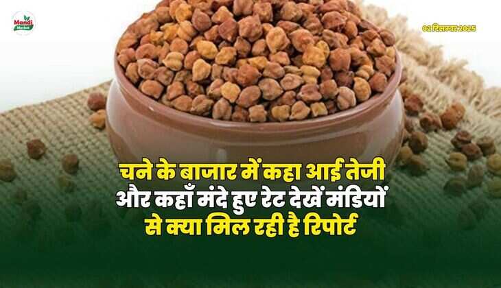 चने के बाजार में कहाँ आई तेजी और कहाँ मंदे हुए रेट | देखें मंडियों से क्या मिल रही है रिपोर्ट