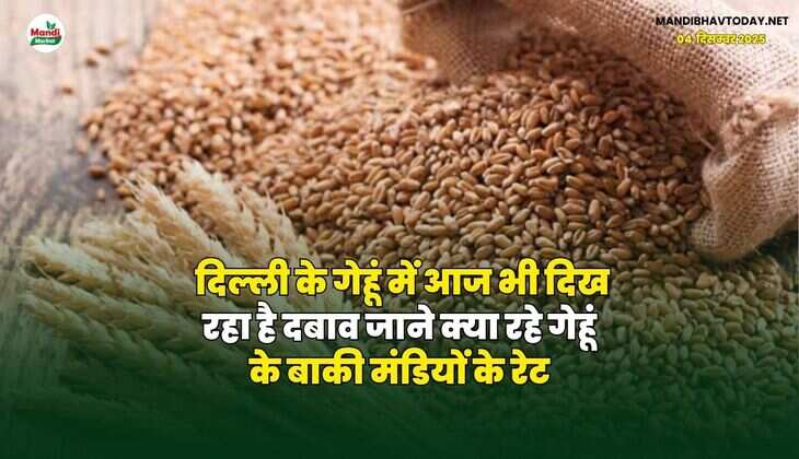 दिल्ली के गेहूं में आज भी दिख रहा है दबाव | जाने क्या रहे गेहूं के बाकी मंडियों के रेट