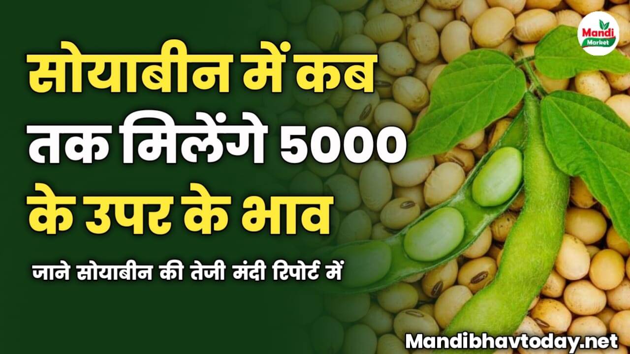 सोयाबीन में कब तक मिलेंगे 5000 के उपर के भाव | जाने सोयाबीन की तेजी मंदी रिपोर्ट में