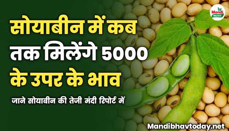 सोयाबीन में कब तक मिलेंगे 5000 के उपर के भाव | जाने सोयाबीन की तेजी मंदी रिपोर्ट में 