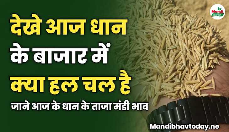 देखे आज बासमती बाजार में क्या हल चल है | जाने आज के धान के ताजा मंडी भाव 