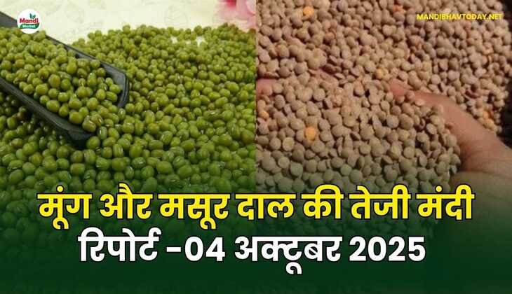 मूँग और मसूर दाल की तेजी मंदी रिपोर्ट - 04 अक्टूबर 2025 