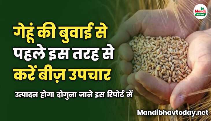 गेहूं की बुवाई से पहले इस तरह से करें बीज़ उपचार | उत्पादन होगा दोगुना