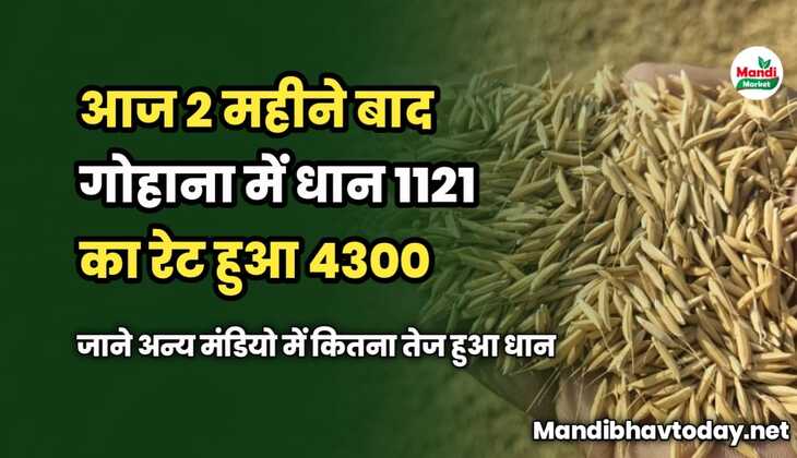 आज 2 महीने बाद गोहाना में धान 1121 का रेट हुआ 4300 | जाने अन्य मंडियो में कितना तेज हुआ धान | धान के रेट तेजी मंदी के साथ